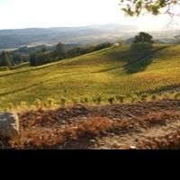 'Breaking Good' - Spring Mountain Vintners Celebrate Vintage