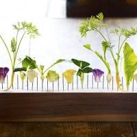Thomas Schauer to Photograph DOMINQUE ANSEL: THE SECRET RECIPES Cookbook