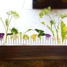 Thomas Schauer to Photograph DOMINQUE ANSEL: THE SECRET RECIPES Cookbook