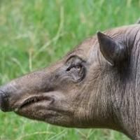 Discounted Combo Ticket Doubles the Fun at LA Zoo and Aquarium of the Pacific