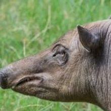 Discounted Combo Ticket Doubles the Fun at LA Zoo and Aquarium of the Pacific