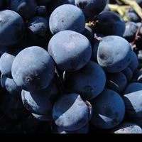 Select Italy Launches Esteemed Wine Roads Project