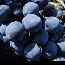 Select Italy Launches Esteemed Wine Roads Project