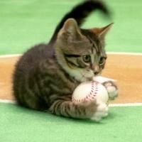 Hallmark Channel Premieres Original Series PAW STAR GAMES Tonight