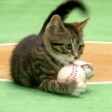 Hallmark Channel Premieres Original Series PAW STAR GAMES Tonight
