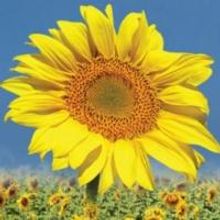 WIESENTHAL Begins Tomorrow at the Acorn Theatre at Theatre Row