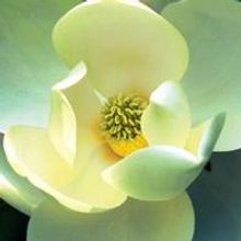 Tickets Go On Sale October 8 for GARDEN LIGHTS, HOLIDAY NIGHTS; To Run November 16 - 