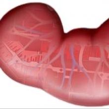 Staunch Theatre's NEPHRECTOMY to Play 2013 Capital Fringe Festival, 7/11-27