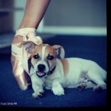 DANCERS LOVE DOGS Charity Show Set for Artscape, Today