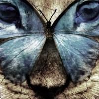 Gwen Taylor to Lead UK Tour of THE BUTTERFLY LION; to Kick Off 30 August!