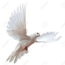 THE ARMED MAN: A MASS FOR PEACE Set for First Presbyterian Church of San Anselmo Toni