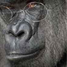 Infinitheatre Presents KAFKA'S APE, Now thru 2/19