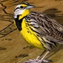 A MAP OF VIRTUE to Open 6/20 at convergence-continuum