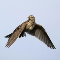 Promethean Theatre Ensemble to Present THE LARK, 1/17-24