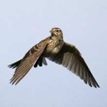 Promethean Theatre Ensemble to Present THE LARK, 1/17-24