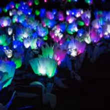 LIGHTSCAPES Returns to the Hudson Valley This Month
