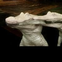 Newport Aquarium's Winter Family Days Allow For Free Children's Admission, Jan…