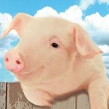 Oregon Children's Theatre to Present CHARLOTTE'S WEB, 1/18-2/16