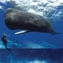 American Museum of Natural History Opens Whales: Giants of the Deep Exhibition Today
