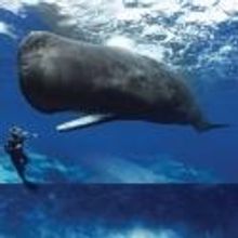 American Museum of Natural History Opens Whales: Giants of the Deep Exhibition Today