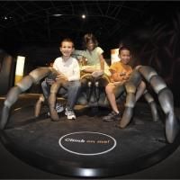 The American Museum of Natural History Presents SPIDERS ALIVE!, Opens 7/4