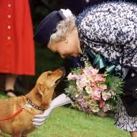 Lizzy the Corgi is Replaced in THE AUDIENCE