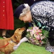 Lizzy the Corgi is Replaced in THE AUDIENCE
