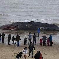 Zoe Geltman's THE LONELIEST WHALE IN THE WORLD to Premiere at Dream Up Festival…