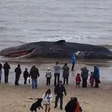 Zoe Geltman's THE LONELIEST WHALE IN THE WORLD to Premiere at Dream Up Festival…