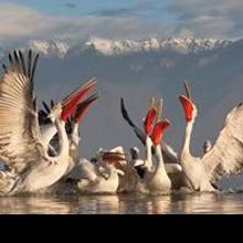 'Wild Wonders of Europe' Conservation Photography Exhibition Opens at National…