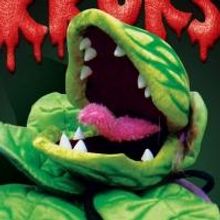 Theatre on the Bay to Stage LITTLE SHOP OF HORRORS from April 2015