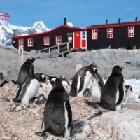 Thirteen's NATURE Chronicles Life at Antarctica's Penguin Post Office Tonight