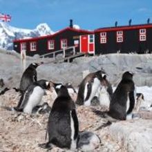 Thirteen's NATURE Chronicles Life at Antarctica's Penguin Post Office Tonight