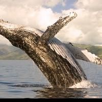 Whale Season Approaches at Four Seasons Resort Maui at Wailea