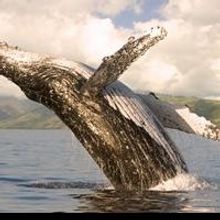 Whale Season Approaches at Four Seasons Resort Maui at Wailea