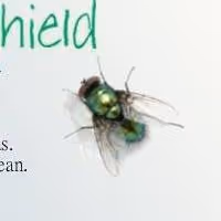 BWW Reviews: Shabach Enterprise's World Premiere of FLY IN THE WINDSHIELD is…