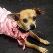 Theatre Artists Studio Presents THE LAST ROMANCE, Starring Rescue Dog Ollie, Now thru