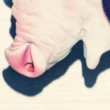 BWW Interviews: Cast of Toronto's PIG