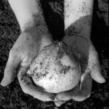 Benevolent Theatre to Stage ONIONHEADS, Opening 7/10