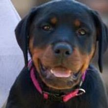 DANCERS LOVE DOGS Set for Artscape on 4 October