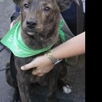 Lucky Dog Animal Rescue Celebrates 6,000 Animals Saved Since 2009