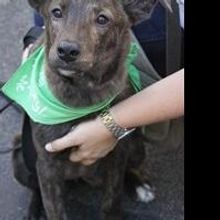 Lucky Dog Animal Rescue Celebrates 6,000 Animals Saved Since 2009