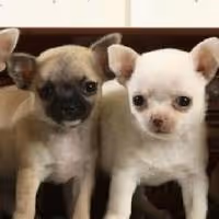 INSPIRED 5: A Benefit Concert for Animal Haven & The Second Chance Rescue Set for…