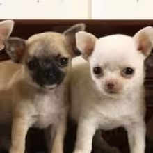 INSPIRED 5: A Benefit Concert for Animal Haven & The Second Chance Rescue Set for…