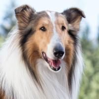Save the Children Announces Lassie as First Animal Ambassador, Protecting U.S…