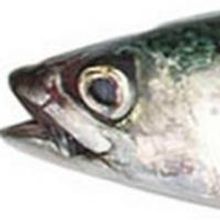 The Malachites to Present THE MERCHANT OF VENICE, 19 March - 19 April