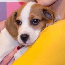 Purina Hosts First-Ever Better With Pets Summit to Showcase Positive Relationships…