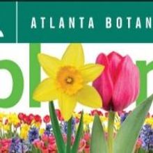 ATLANTA BLOOMS! Spring-Bulb Extravaganza to Kick Off at the Atlanta Botanical Garden,