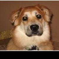 Animal Hospital at Anthem Gives Local Dog a New Leash on Life with Stem Cell Therapy