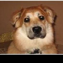Animal Hospital at Anthem Gives Local Dog a New Leash on Life with Stem Cell Therapy